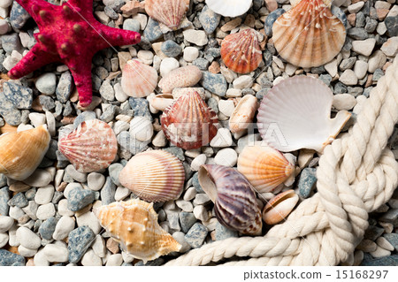 background with colorful seashells and ropes lying on seashore 15168297