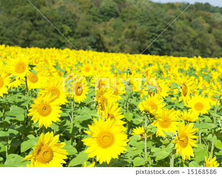 向日葵 15168586