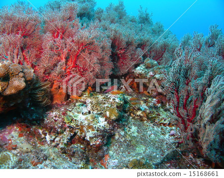 Umiwa波浪和熱帶魚密集地包圍在與那國島的海洋 15168661