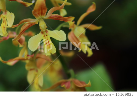 Ebene (Ebene) 15169023