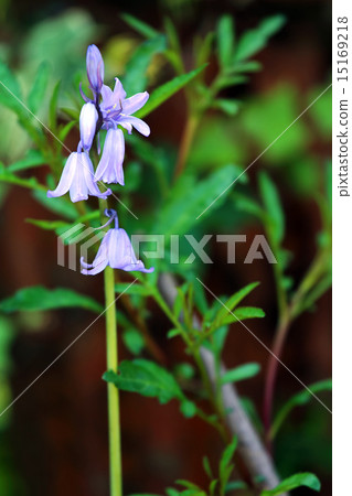 席勒風鈴 15169218