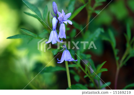 Schiller Campanula 15169219