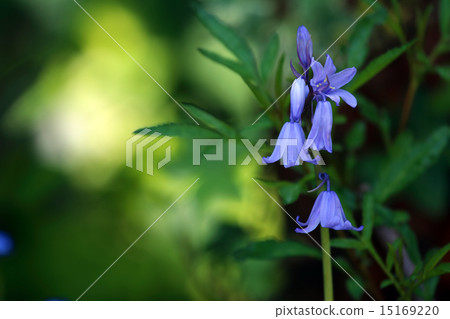 席勒風鈴 15169220