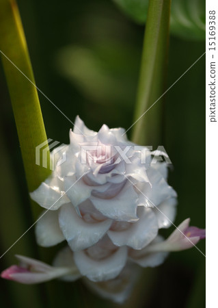 Kalathea albicans flowers 15169388