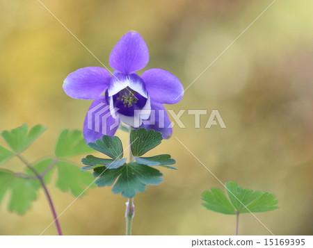 Columbine flower Columbine flower 15169395