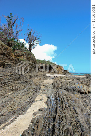 Kayo組形成 15169581