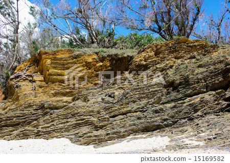 Kayo組形成 15169582