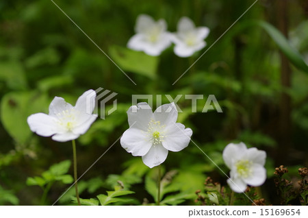 Ichirinsouno Ichirinsouno 15169654