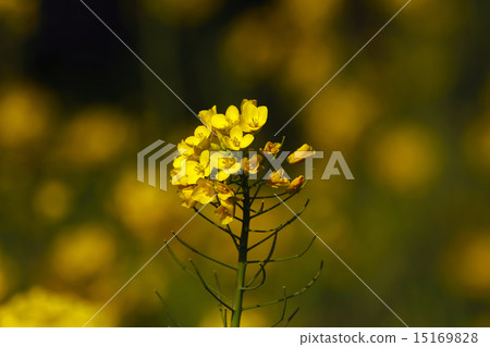 White rape blossoms 15169828