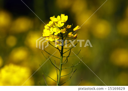 白色油菜花 白色油菜花 15169829
