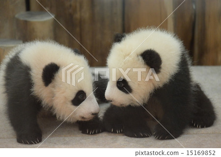 Futago baby panda 15169852