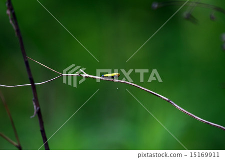 Banana beetle 15169911