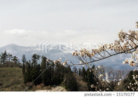 View on Azuma volcano over sakura blossom 15170177