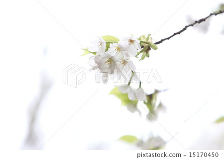 Cherry Blossoms	 15170450