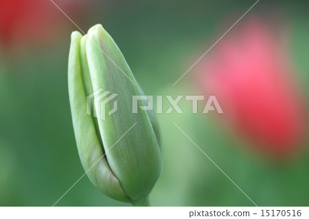 Tulip of bud 15170516