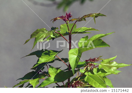 福(楓) 福(楓) 15171442