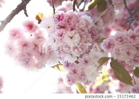 櫻花,鮮花, 櫻花,鮮花, 15171462