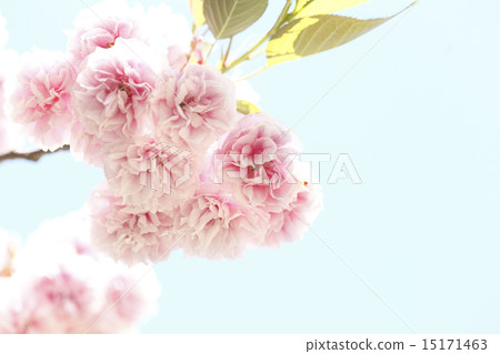 櫻花,鮮花, 櫻花,鮮花, 15171463
