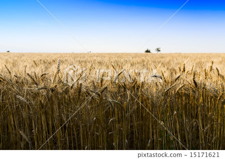 Wheat field under cloudscape Wheat field under cloudscape 15171621