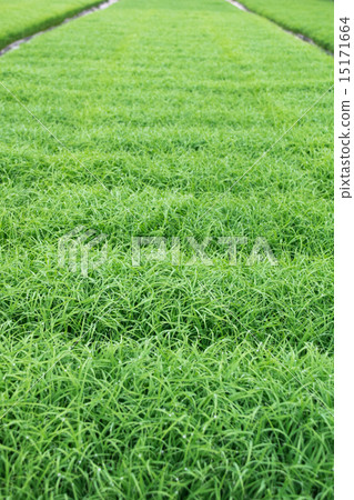 Nursery seedling (rice seedling) 2 15171664
