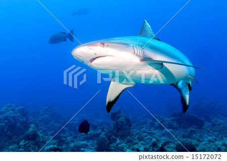 Grey shark jaws ready to attack in the blue Grey shark jaws ready to attack in the blue 15172072