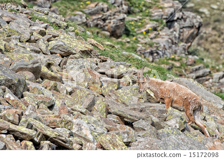 Deer ibex long horn sheep Steinbock 15172098