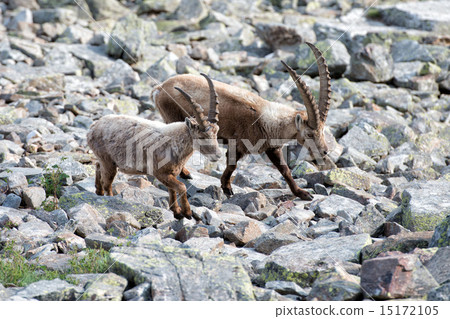 Deer ibex long horn sheep Steinbock 15172105