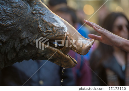 Hand touching fortune boar in Florence Hand touching fortune boar in Florence 15172110
