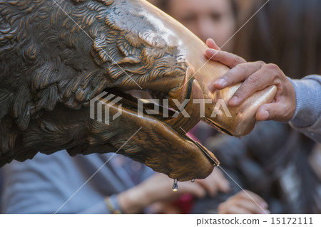 Hand touching fortune boar in Florence Hand touching fortune boar in Florence 15172111
