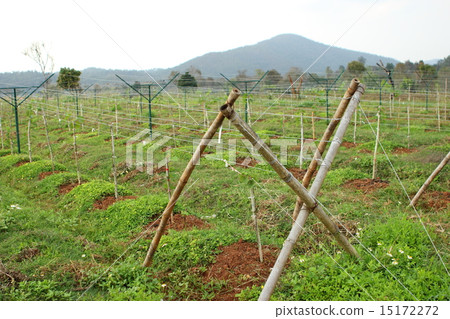 Grapes plant Grapes plant 15172272