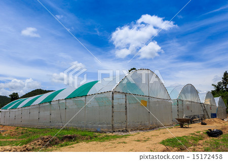 nursery water melon plant on green house 15172458