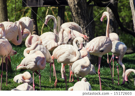 Group of Greater flamingos 15172603