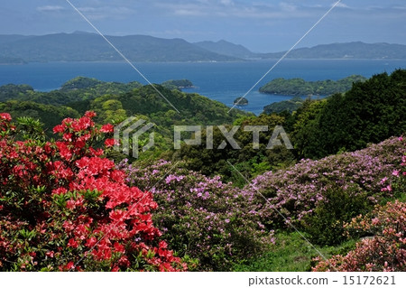 Azalea of Choshukiyama Azalea of Choshukiyama 15172621