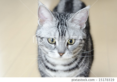 美國短髮 15178319