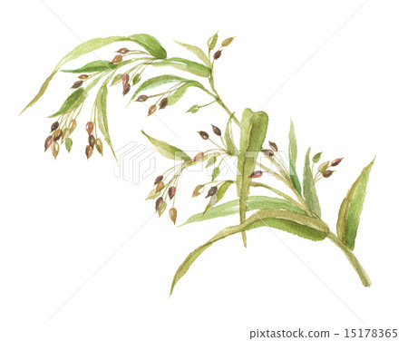 Pearl barley 15178365