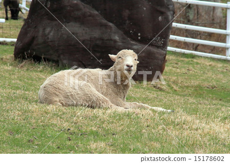 Sheep in the Makiba park 15178602