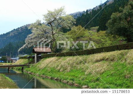 Asakura ruins in spring 15178653