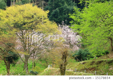 Asakura ruins in spring 15178654