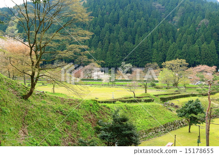 朝倉遺址在春天 15178655