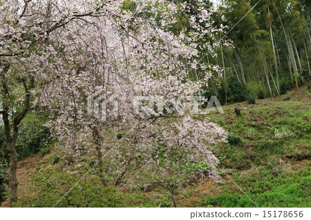 朝倉遺址在春天 15178656