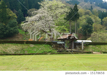 Asakura ruins in spring 15178658