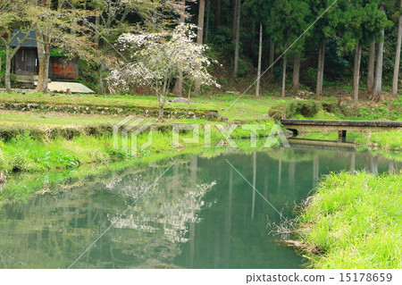 Asakura ruins in spring 15178659