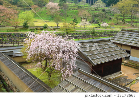 Asakura ruins in spring 15178665