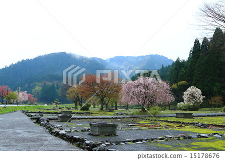 Asakura ruins in spring 15178676