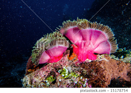 Clown fish in anemone 15178754