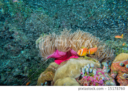 Clown fish in anemone 15178760
