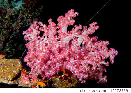 Alcyonarian Soft coral in the black background 15178789