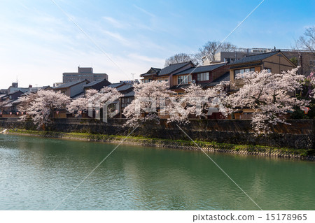 Main town - cherry blossoms Main town - cherry blossoms 15178965