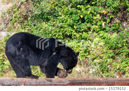 black bear while eating with a squirrel 15179152