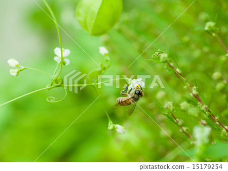 蜂在氣球藤的花困住了 15179254